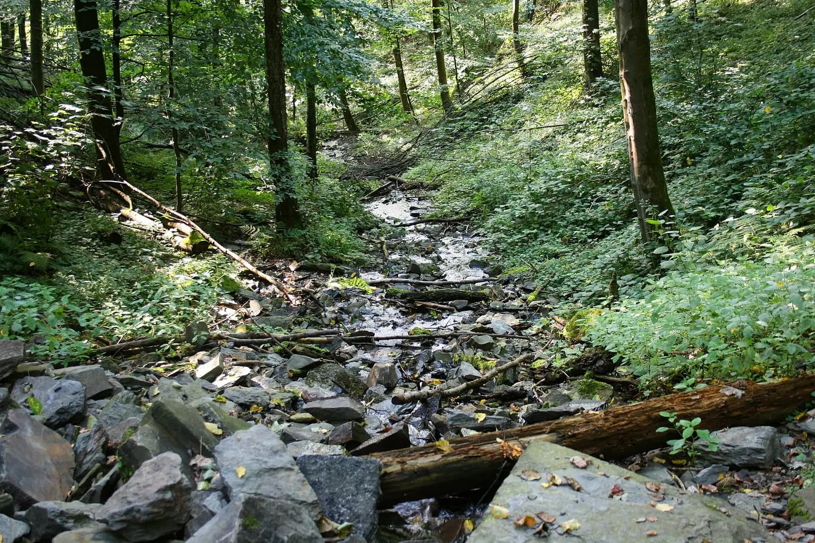 Der Reinshagener Bach im Wald bei Remscheid